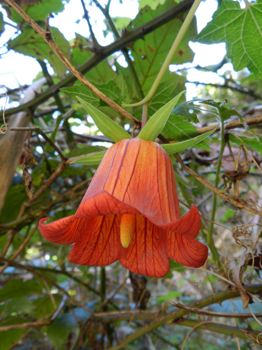 Canarina canariensis